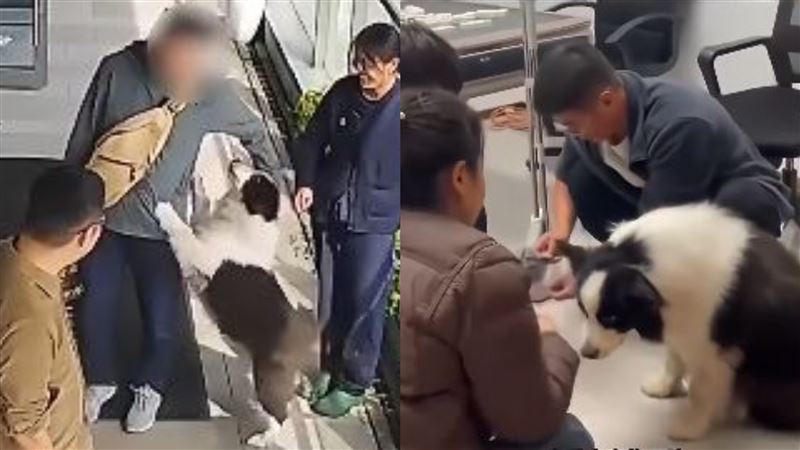 台灣新聞通訊社-工人打算「把撿到的邊境牧羊犬煮來吃」下一秒,她做的事讓全網激讚