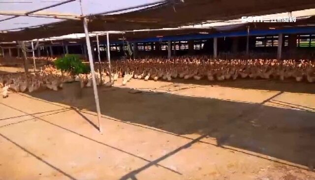 台灣新聞通訊社-雲林元長肉鴨場爆發H5N1禽流感　緊急撲殺5267隻肉鴨