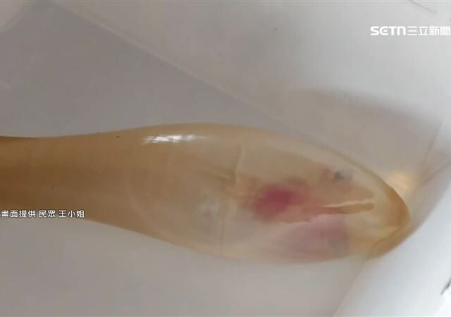 台灣新聞通訊社-罕見！宰母鯊驚見活鯊寶寶　漁民：比中樂透還難