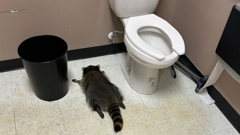 台灣新聞通訊社-喝「ㄎㄧㄤ」的浣熊！闖空門狂嗑威士忌　「醉」證確鑿癱倒馬桶旁遭逮