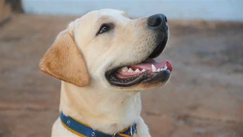 台灣新聞通訊社-小心噴1萬8000元！他帶寵物出門「做1事慘吞罰單」　一堆人不知