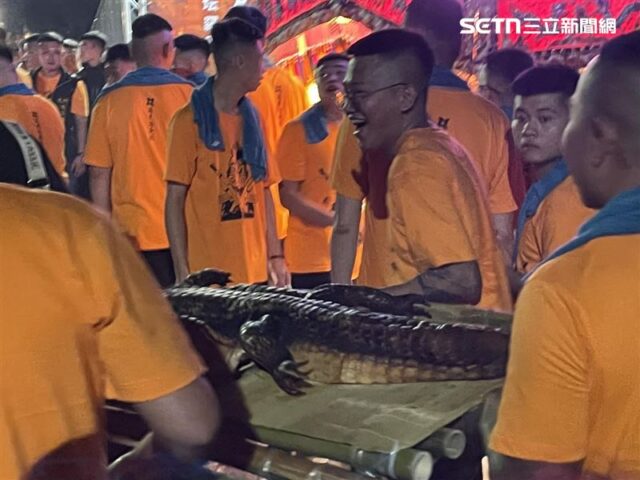 台灣新聞通訊社-超狂！屏東崁頂廟會供桌驚見「整隻鱷魚」信徒搶拍　拜完剁屍炒三杯
