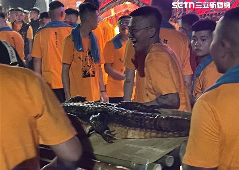 台灣新聞通訊社-超狂！屏東崁頂廟會供桌驚見「整隻鱷魚」信徒搶拍　拜完剁屍炒三杯