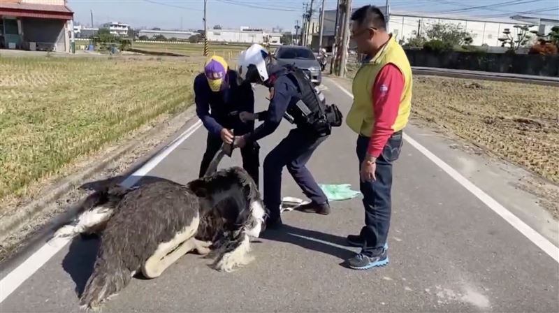 台灣新聞通訊社-大鳥街頭狂奔嚇壞伸港人！失蹤1夜卡爛泥溝「眼神超無助」遭拍PO網瘋傳