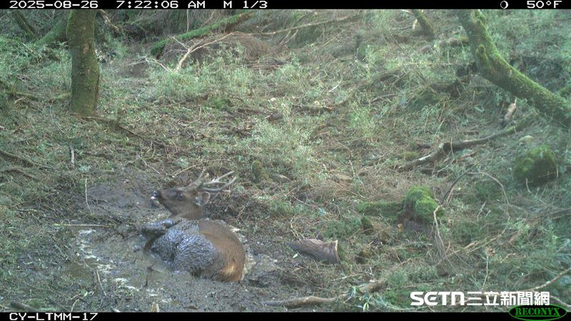 台灣新聞通訊社-45萬張森林動物「偷拍」成果驚喜曝光 社交王竟是牠