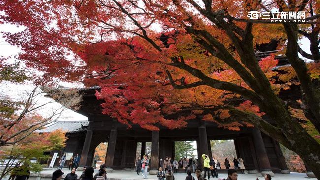 台灣新聞通訊社-中國人不來也行　日記者赴京都「被旅遊現況嚇到」：人間地獄