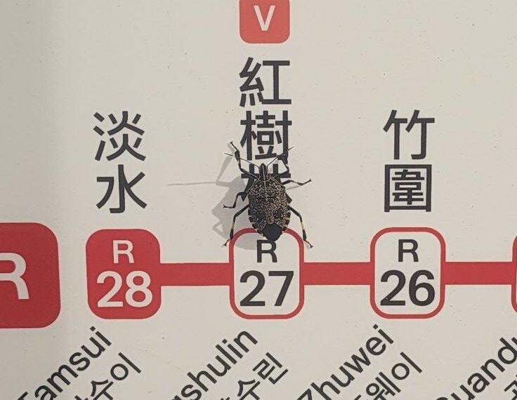 台灣新聞通訊社-想找新家？椿象停在「這捷運站」不走　全場笑：牠看得懂字