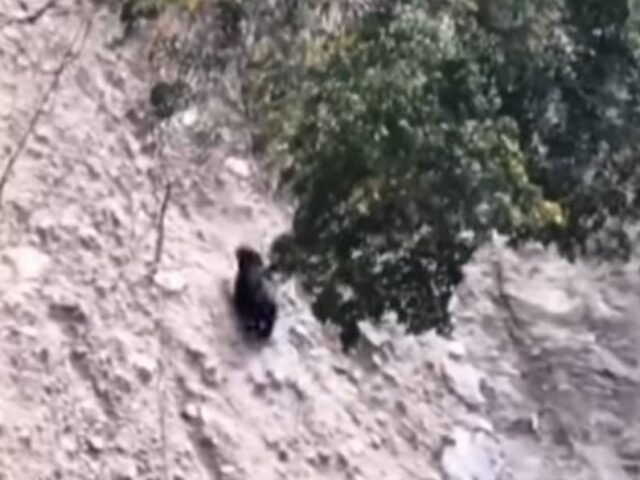 台灣新聞通訊社-南投露營區外黑熊出沒！山壁奔走畫面曝光…林保署急籲：晚上別出門