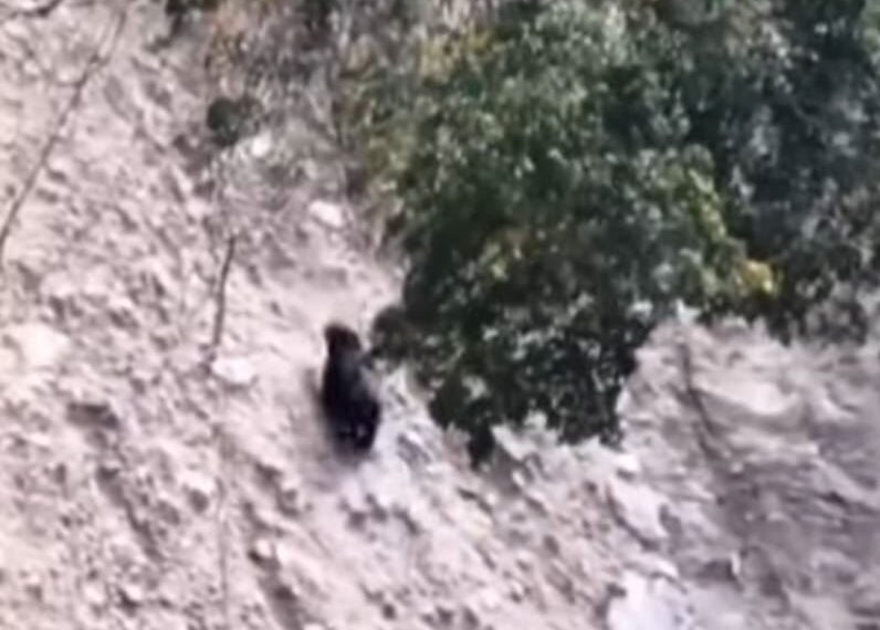 台灣新聞通訊社-南投露營區外黑熊出沒!山壁奔走畫面曝光…林保署急籲:晚上別出門