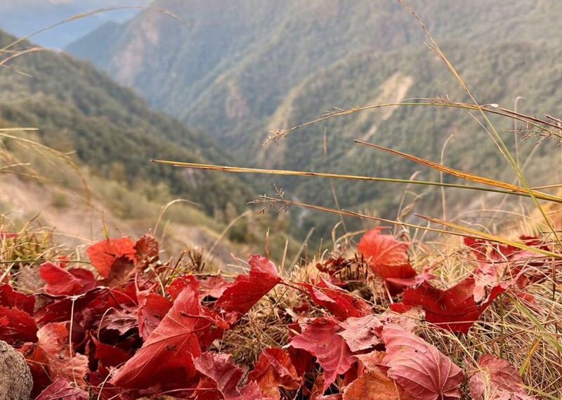 台灣新聞通訊社-不用飛國外！大雪山絕美「楓」景攻略快收：這棵天然聖誕樹超欠拍的