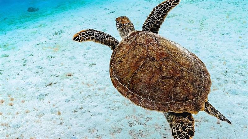 台灣新聞通訊社-玩遊戲也能救海龜！48隻成功野放　這家號召全民化身海龜救援王