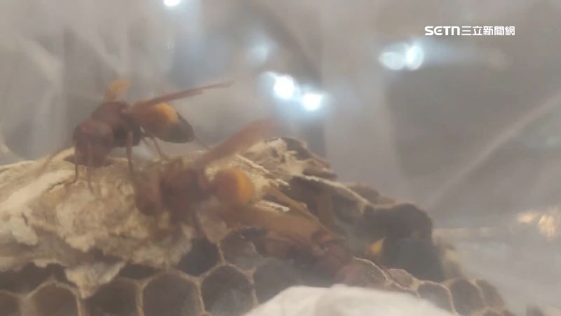 台灣新聞通訊社-新竹縣婦人摘蜂巢　疑遭虎頭蜂叮咬不治