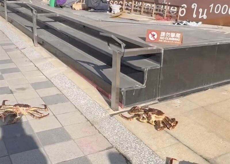 台灣新聞通訊社-江海大樓又有哏!10隻超巨「生猛海鮮」路面走 在地人看呆:真變海產店