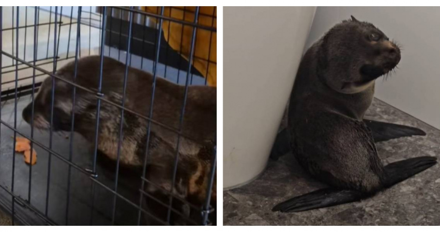 台灣新聞通訊社-貪吃小海豹誤闖酒吧！躲馬桶旁表情無辜引熱議　鮭魚披薩成官方認證陷阱