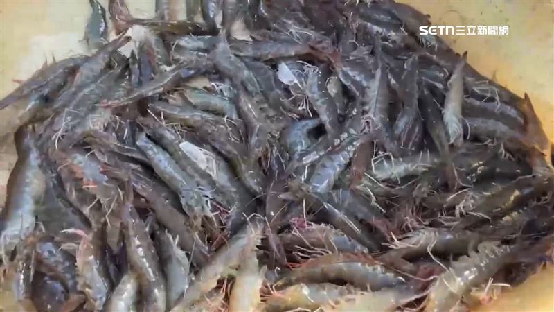台灣新聞通訊社-宏國哭哭!台灣白蝦外交超狂 這4國前10月進口額超越去年整年