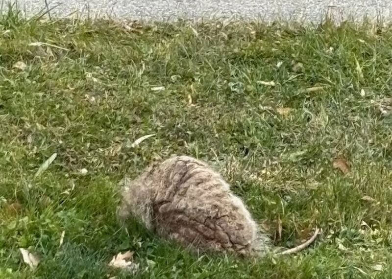 台灣新聞通訊社-家裡被丟「會呼吸的石頭」!真面目曝光 專家驚:差點沒命了