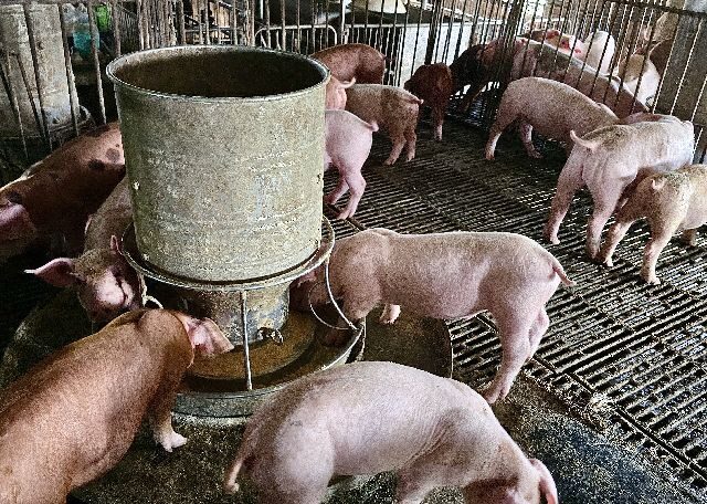 台灣新聞通訊社-116年全面禁廚餘養豬　北市清運回收將不再分類