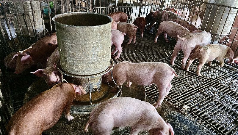 台灣新聞通訊社-116年全面禁廚餘養豬　北市清運回收將不再分類