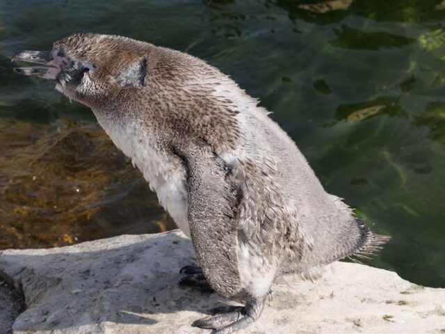 台灣新聞通訊社-非洲企鵝正在餓死中！主食沙丁魚被過度捕撈　企鵝族群數量縮水近八成