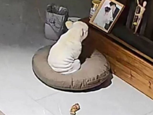 台灣新聞通訊社-狗狗想念主人的方式太心酸！監控拍下「落寞眼神」全網心碎：快回家