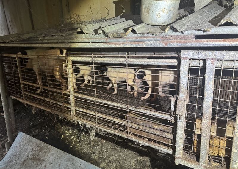 台灣新聞通訊社-雅加達頒布「狗肉禁令」引爭議!饕客嗆:上帝創造狗就是讓人吃