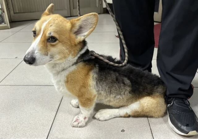 台灣新聞通訊社-台南女「柯基流星槌」虐狗被沒入！2年後法官判動保處輸了…要還給主人