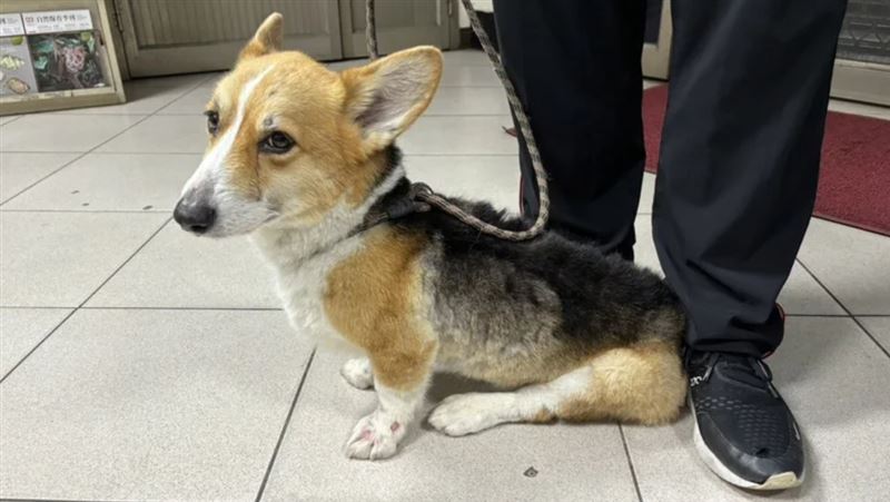 台灣新聞通訊社-台南女「柯基流星槌」虐狗被沒入！2年後法官判動保處輸了…要還給主人