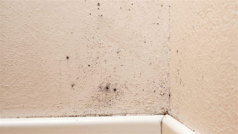 台灣新聞通訊社-你！發霉了嗎？北北桃濕冷難耐　居家防潮、除濕攻略全公開