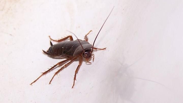 台灣新聞通訊社-他拿1物滅蟑驚呼「比殺蟲劑還強」 內行曝無敵神器:10秒就死還能清潔