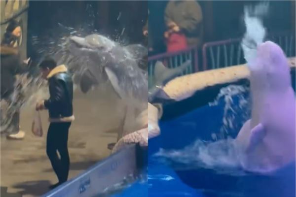 台灣新聞通訊社-男子海洋館偷抽菸 惹怒白鯨「躍出水面噴水」滅火 網讚:另類消防員