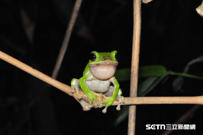 台灣新聞通訊社-台灣特有種登國際舞台！諸羅樹蛙「跳」出國門　榮獲雙認證：TW有實力