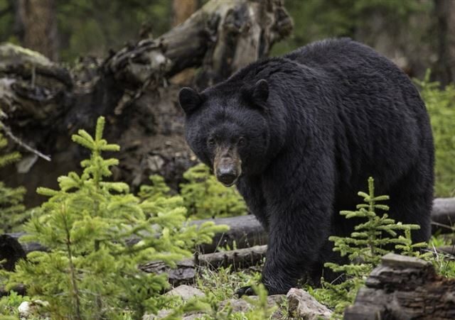 台灣新聞通訊社-日本超市驚見「完整熊掌」！連毛帶指甲超驚悚　價格曝光