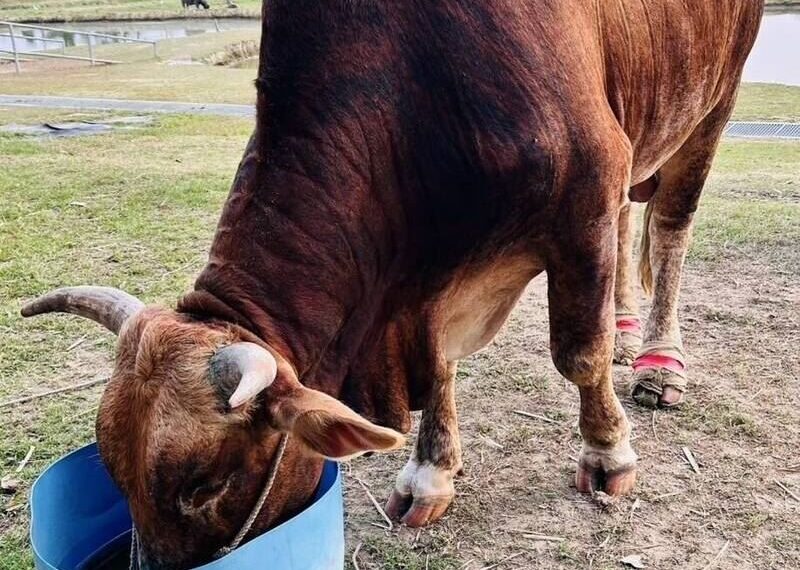 台灣新聞通訊社-昔遭拖拽全身傷！南投老牛入住「老牛的家」近況曝光…平靜的讓人心疼