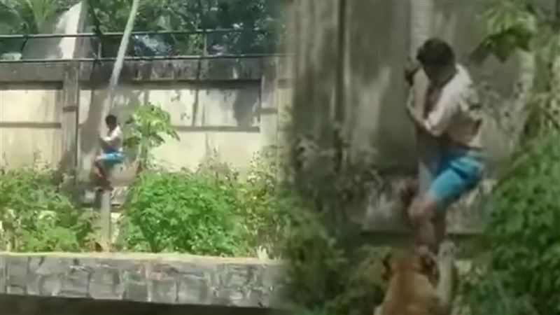 台灣新聞通訊社-驚悚影片曝光！19歲男攀樹空降獅子園區　遭母獅活活咬死