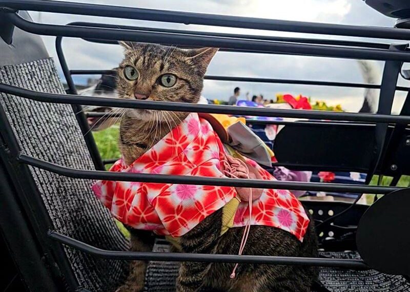 台灣新聞通訊社-花5萬換3600元罰單!「寵物電動車」不是車…「40人被騙上路」告詐欺