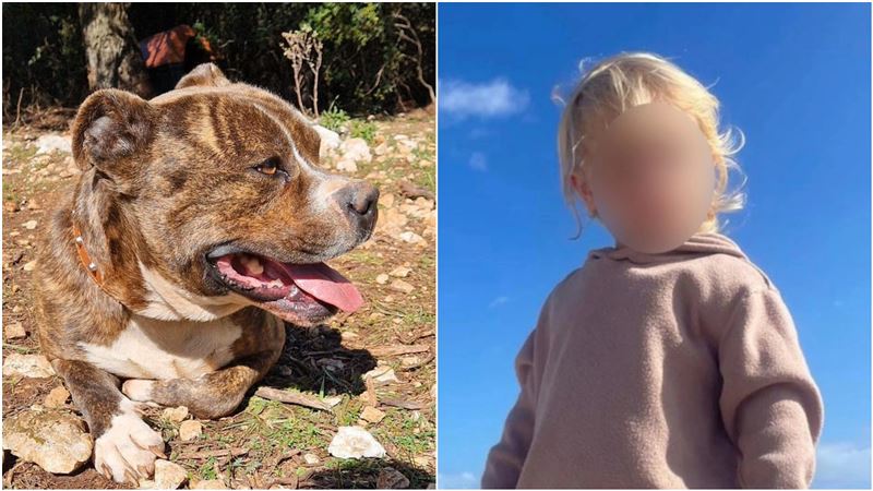 台灣新聞通訊社-剛過完2歲生日!英男童找「收編2個月」的比特犬玩…30秒後爆頭慘死