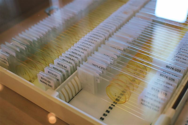 台灣新聞通訊社-6274件蠓科珍貴標本藏「小黑蚊」秘密 「蚊人」大愛捐贈科博館助防治