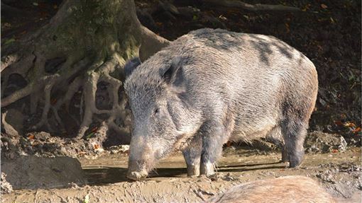 台灣新聞通訊社-西班牙非洲豬瘟延燒!發現「7隻野豬」染疫亡 總病例數增至9起