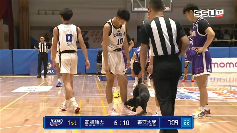 台灣新聞通訊社-UBA比賽一半!黑狗「亂入」狂咬球員粉紅球鞋 工作人員緊急現場抓狗