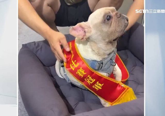 台灣新聞通訊社-寵物展辦睡覺比賽　法鬥睡醒奪冠、萌翻飼主