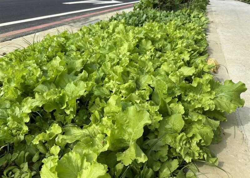 台灣新聞通訊社-快採收!人行道綠帶成「開心農場」地點曝光 南市府:將公告限期移除