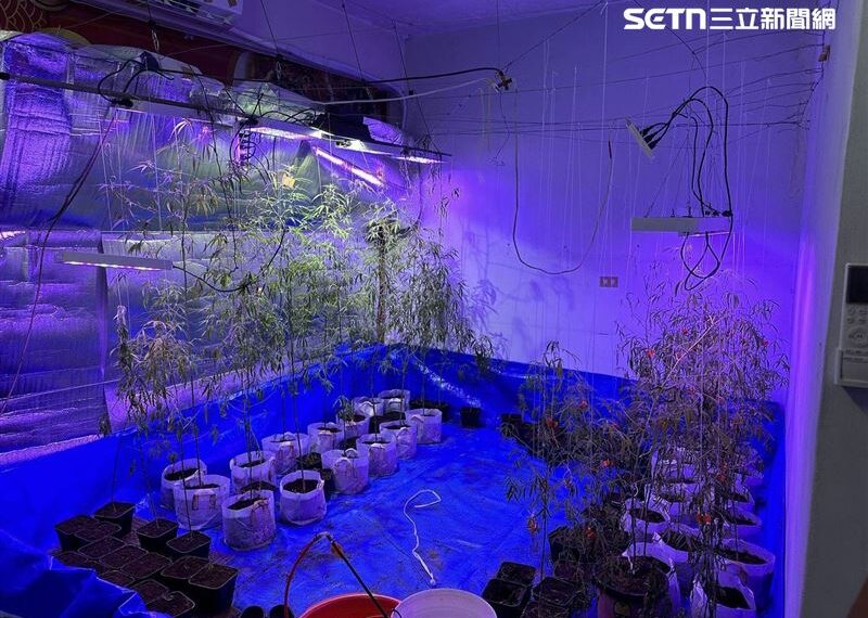 台灣新聞通訊社-搖頭！投男欠債想翻身竟跑去種大麻被逮　債務未解還多一條罪