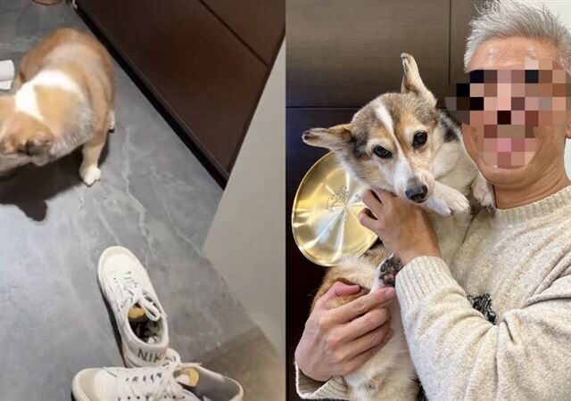 台灣新聞通訊社-快訊／施虐高齡柯基犬！「模範飼主」形象崩壞　動保處出手了