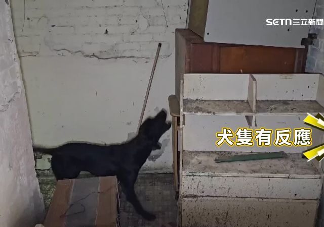 台灣新聞通訊社-嗅出新希望！基隆2搜救犬獲IRO國際A級認證