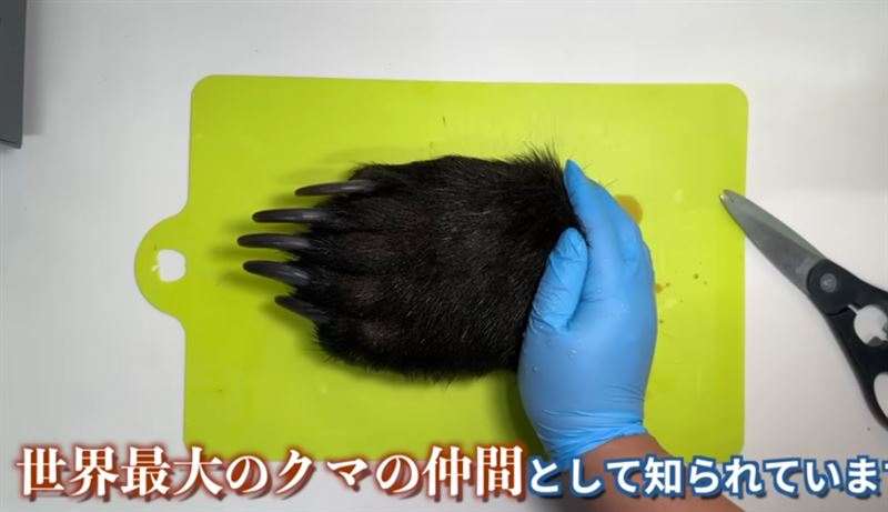 台灣新聞通訊社-日男料理「紅燒熊掌」曝製作過程！網驚見1恐怖畫面：完全沒胃口