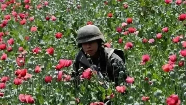 台灣新聞通訊社-槍口下的農田?揭秘中國最神秘的「農作物」:武警24小時持槍保護