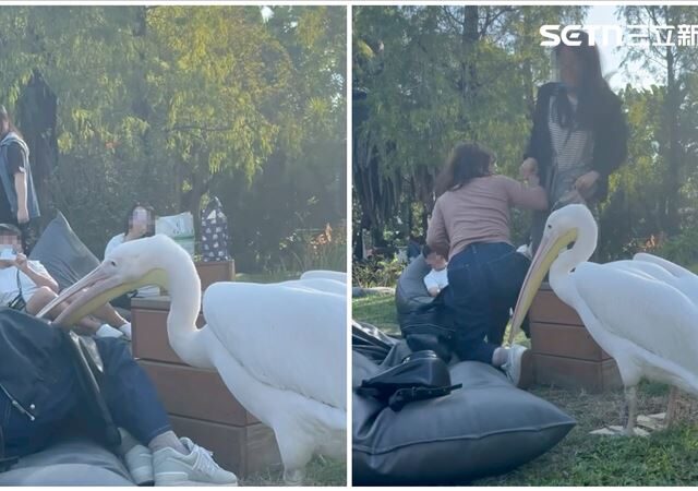 台灣新聞通訊社-鵜鶘「出嘴趕人」遊客手臂紅腫喊痛　農場受訪回應直擊牠咬髮、吞麥克風