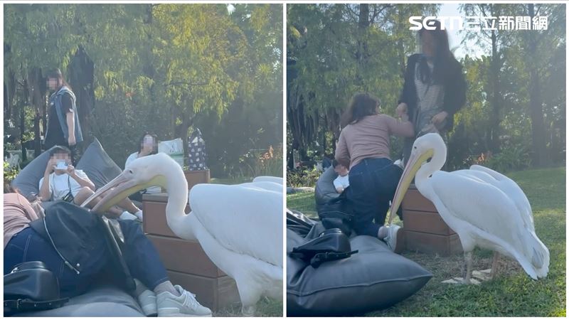 台灣新聞通訊社-鵜鶘「出嘴趕人」遊客手臂紅腫喊痛 農場受訪回應直擊牠咬髮、吞麥克風