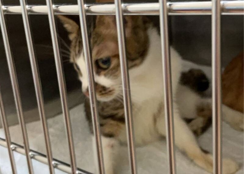 台灣新聞通訊社-北市信義區民宅飄惡臭！動保處登門搜出「貓屍遺骨」　1犬4貓遭棄養