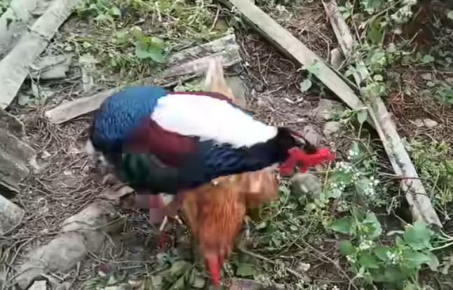 台灣新聞通訊社-農場驚見活春宮！台灣特有種「非禮」母雞　獵奇畫面曝網看傻